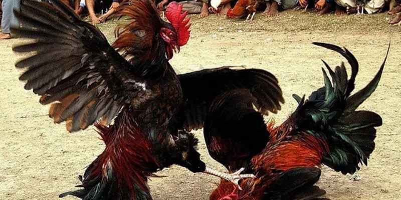 Kinh nghiệm xem tướng gà chọi sư kê cần biết - 8KBET Kinh nghiệm xem tướng gà chọi sư kê cần biết - 8KBET