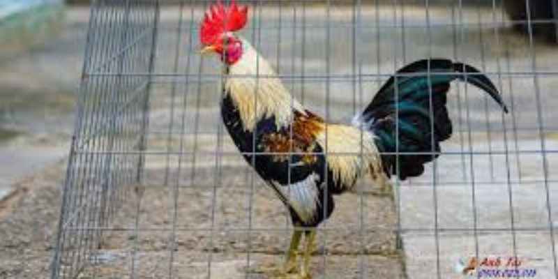 Gà khét và những điều bạn chưa biết về giống danh kê này - 8KBET