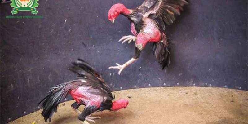 Top Những Giống Gà Kiểng Được Yêu Thích Nhất Tại Việt Nam - 8KBET