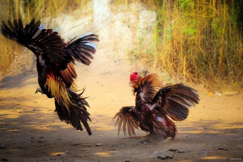 Tổng hợp luật đá gà cựa sắt sư kê cần nắm rõ - 8KBET