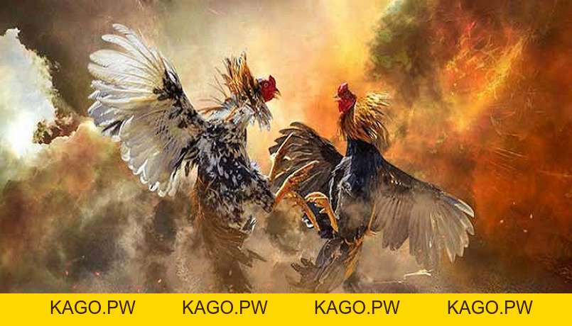 Nội quy đá gà chọi, đá gà 3 miền Bắc, Trung, Nam - 8KBET