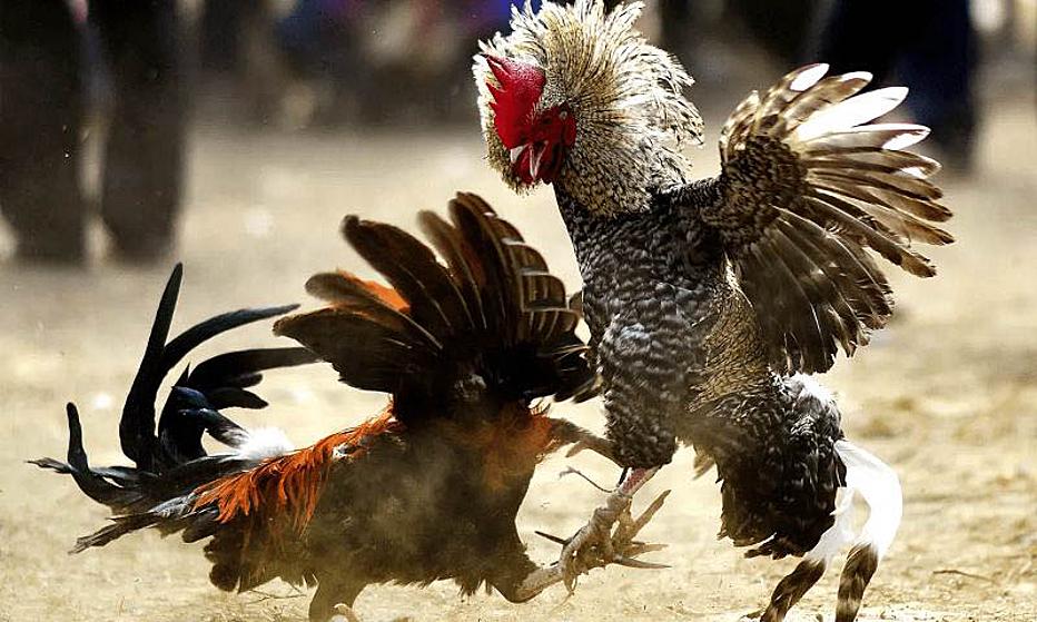 Nội quy đá gà chọi, đá gà 3 miền Bắc, Trung, Nam - 8KBET