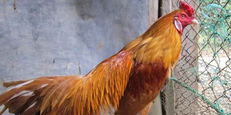 Thức ăn cho gà đá và tầm quan trọng mà sư kê cần biết - 8KBET