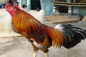 Đá Gà - 8KBET