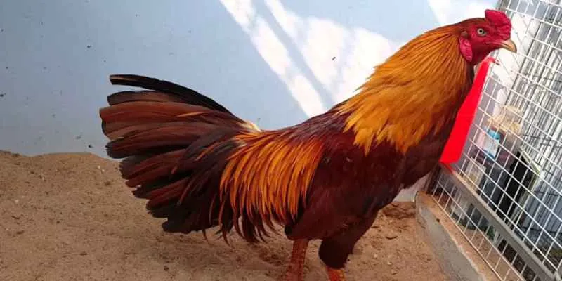 Đá Gà Cựa Đòn 8KBET Và Những Thông Tin Cần Biết - 8KBET